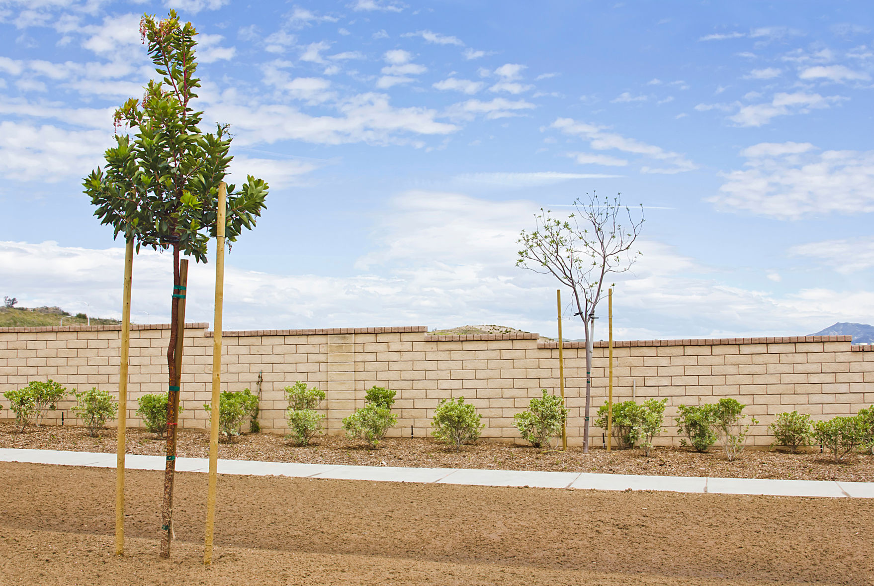 What is the tree's purpose?